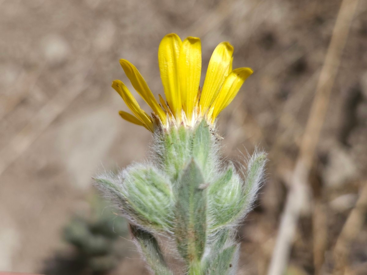 Heterotheca sessiliflora