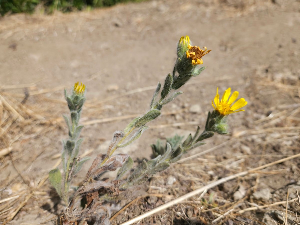 Heterotheca sessiliflora