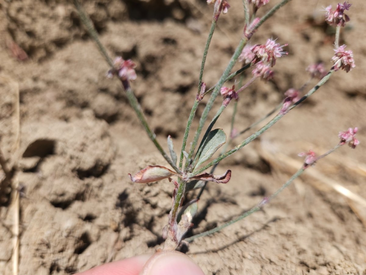 Eriogonum roseum