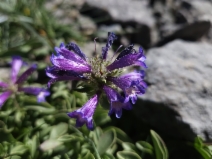 Penstemon heterodoxus var. heterodoxus