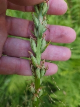 Platanthera dilatata var. leucostachys