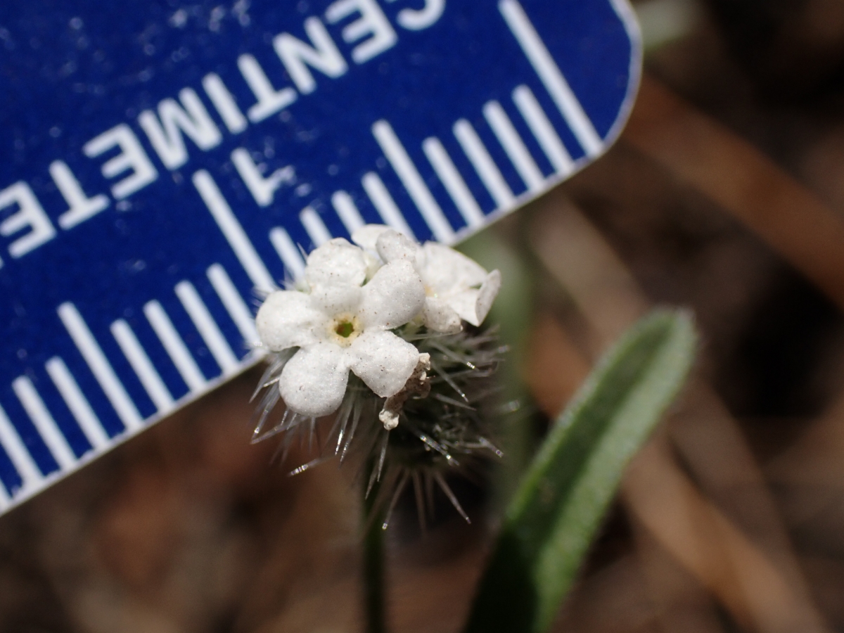 Cryptantha incana