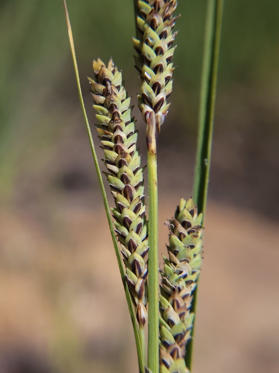 Carex lenticularis