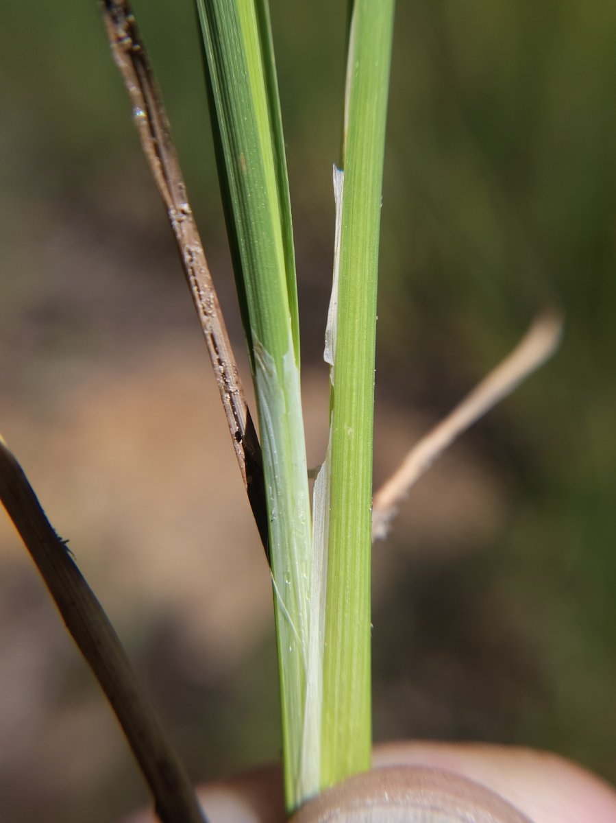 Carex lenticularis