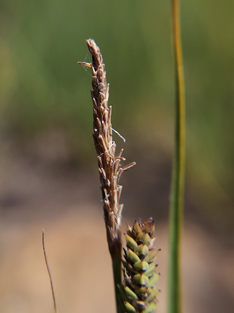 Carex lenticularis