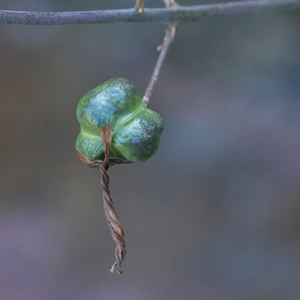 Chlorogalum pomeridianum var. pomeridianum