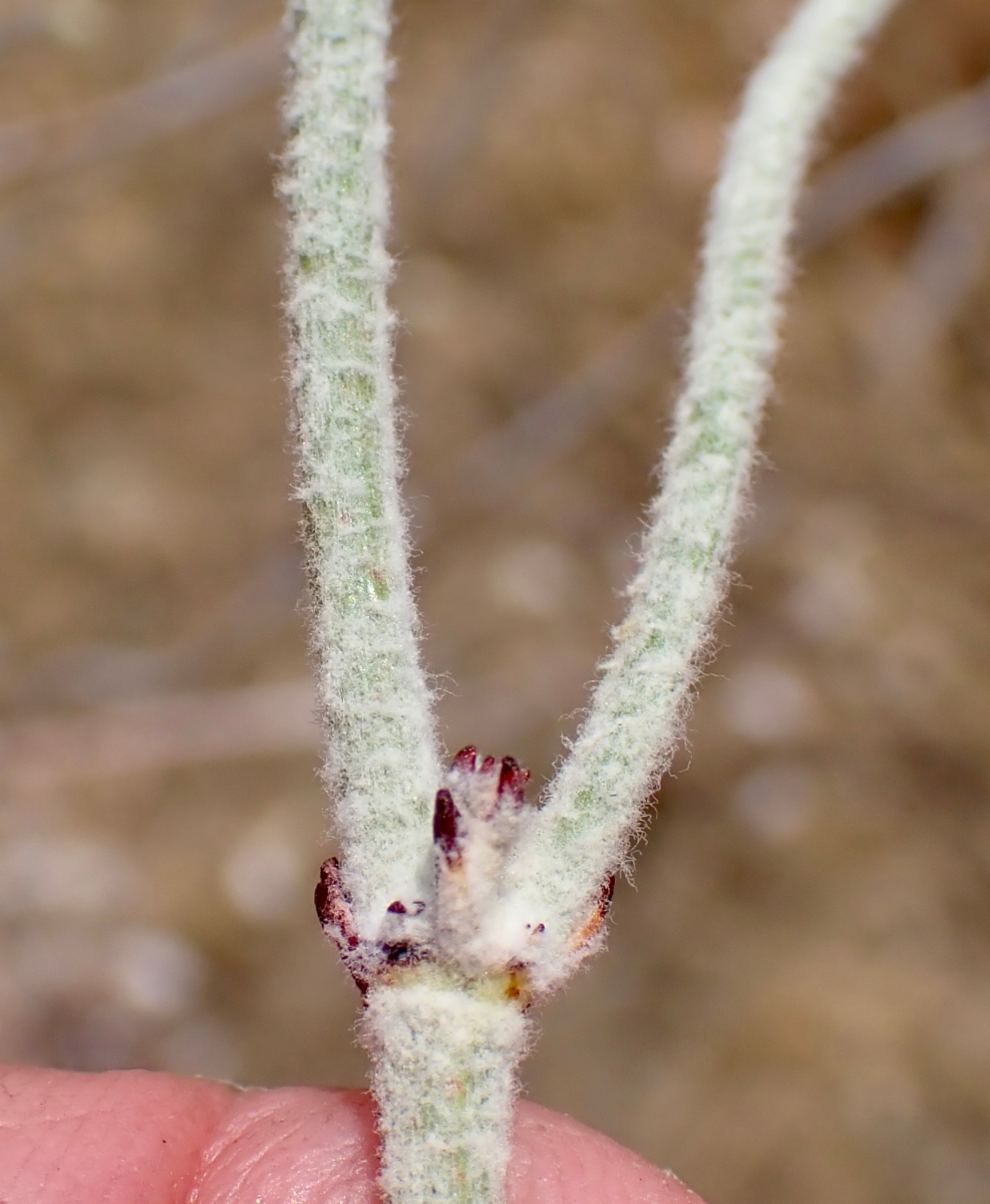 Eriogonum nudum var. regirivum