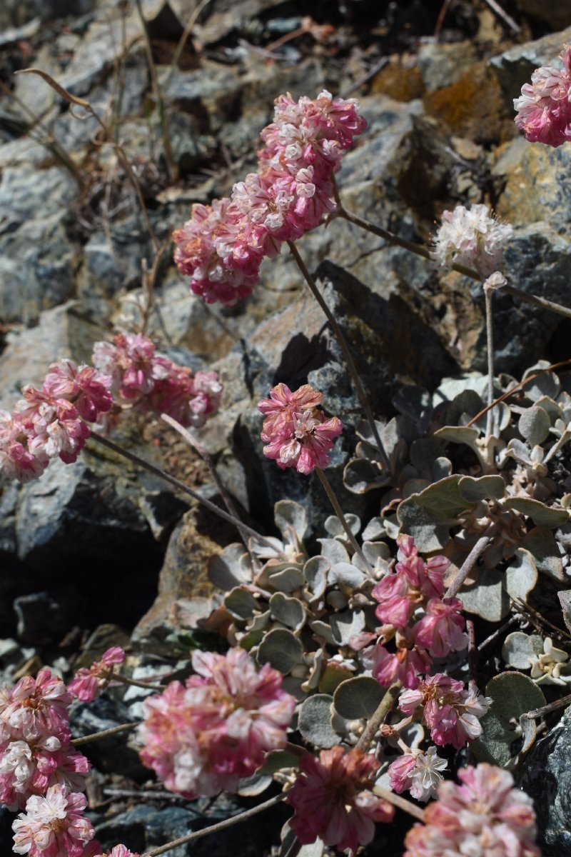 Eriogonum strictum var. proliferum