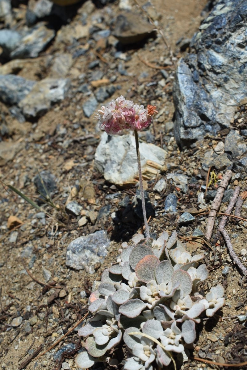 Eriogonum strictum var. proliferum