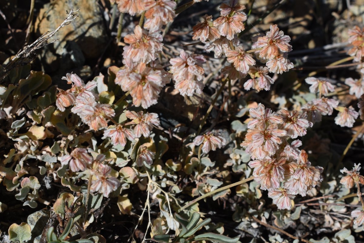 Eriogonum strictum var. proliferum