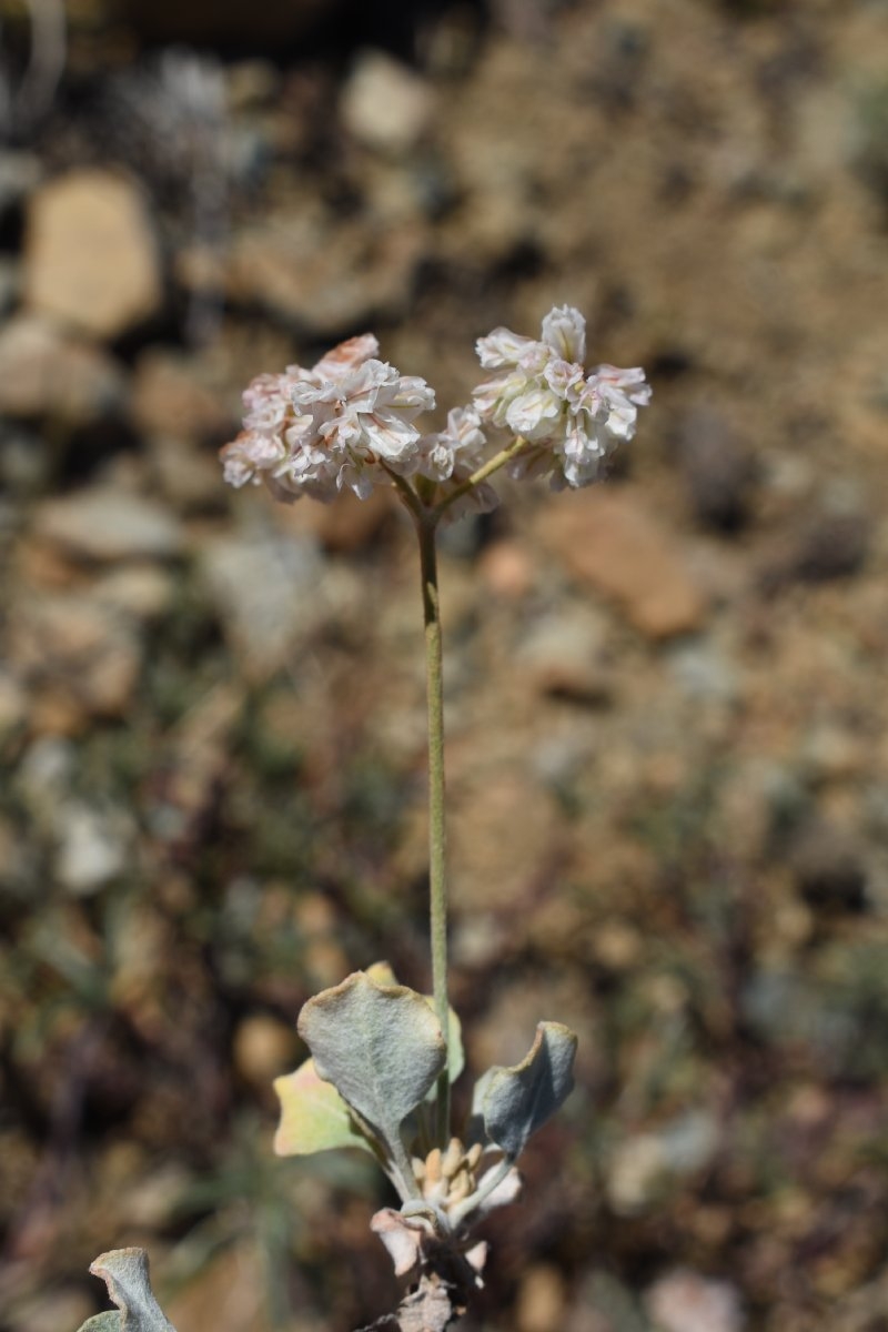 Eriogonum strictum var. proliferum