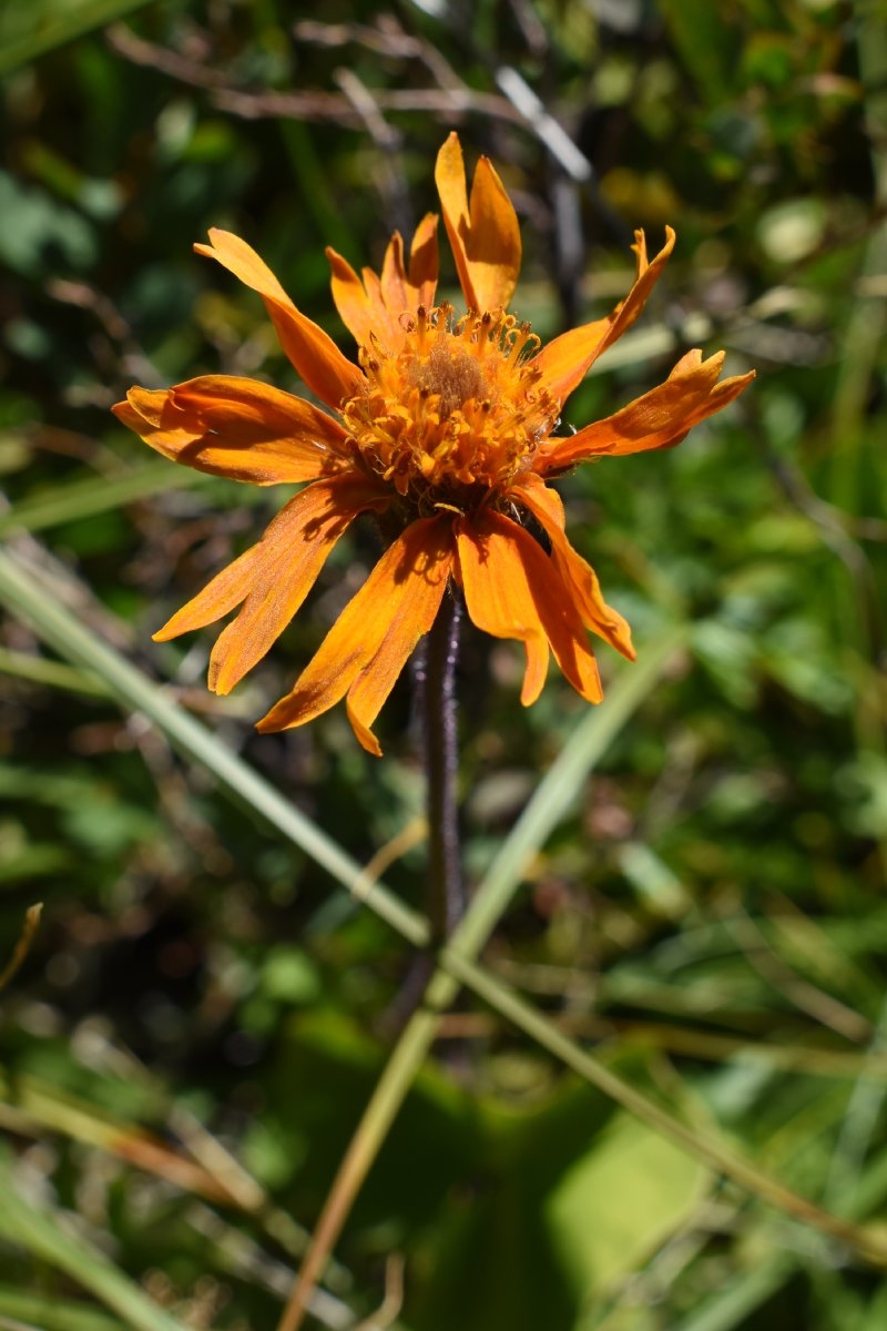 Raillardella pringlei