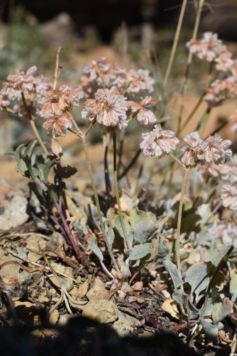 Eriogonum strictum var. proliferum