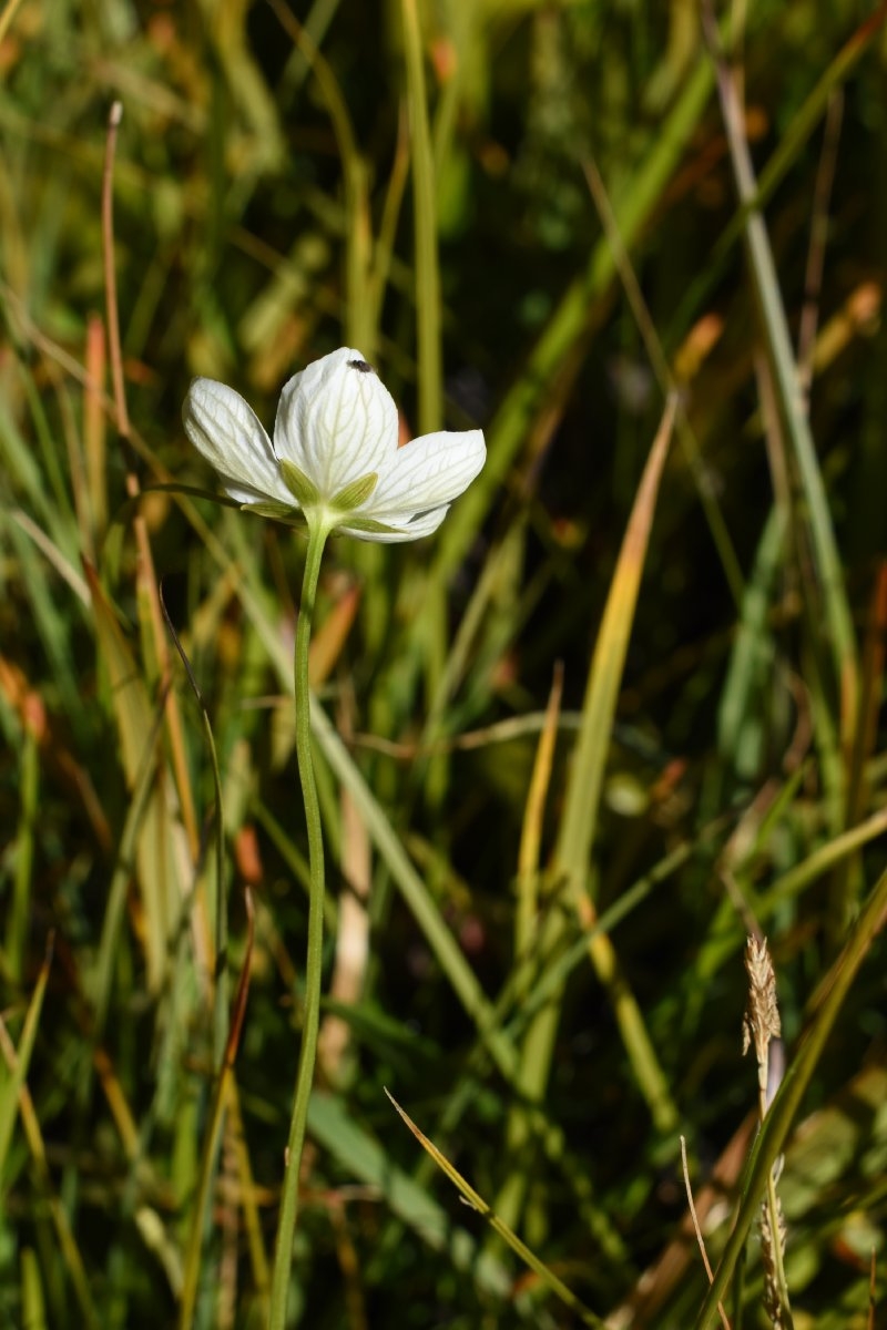 Parnassia palustris