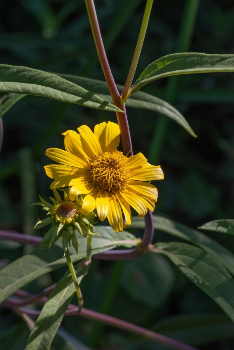 Helianthus inexpectatus