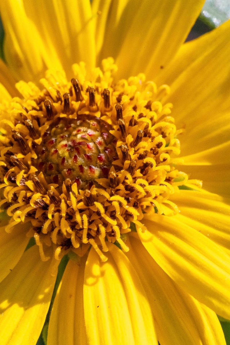 Helianthus inexpectatus