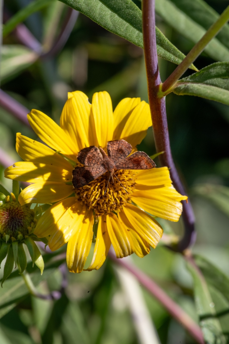 Helianthus inexpectatus