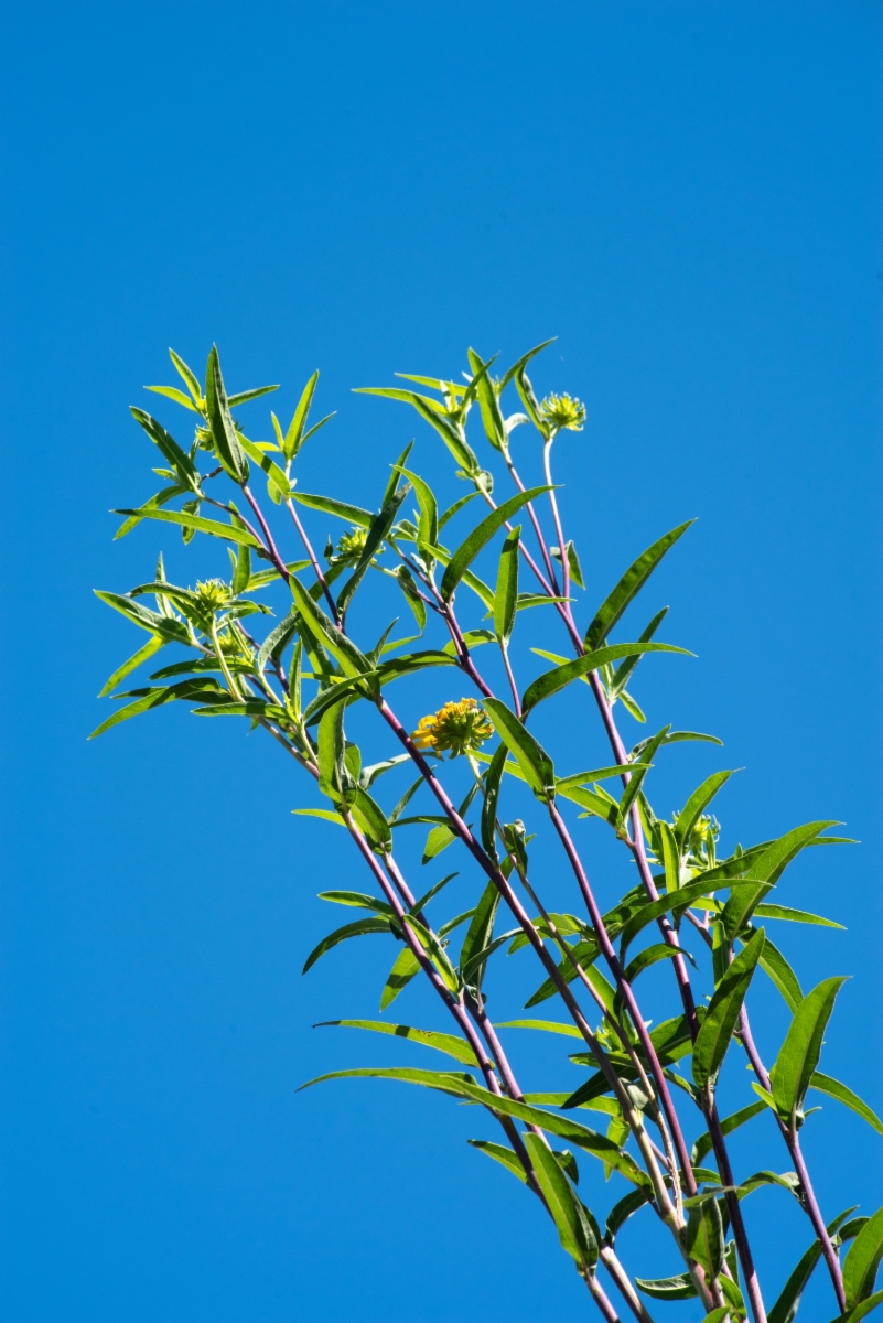 Helianthus inexpectatus