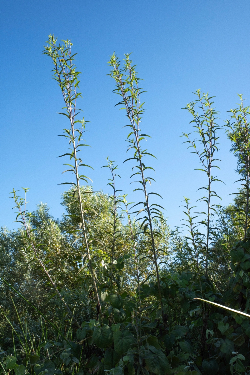 Helianthus inexpectatus