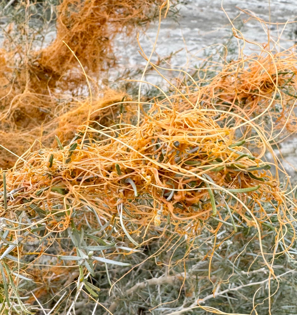 Cuscuta californica var. papillosa