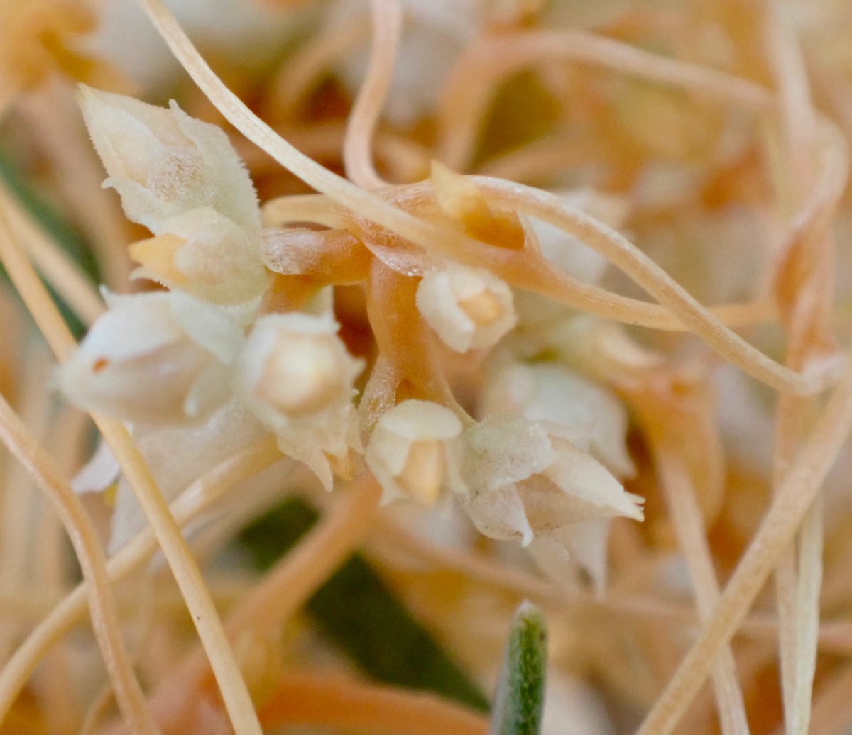 Cuscuta californica var. papillosa