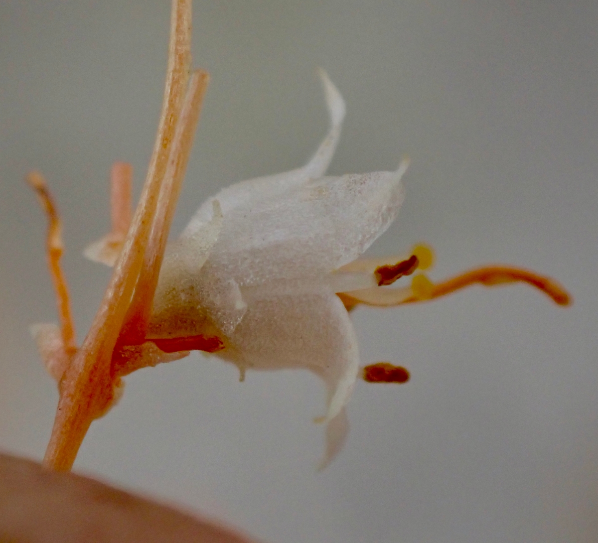 Cuscuta californica var. papillosa