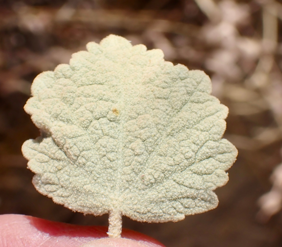 Malacothamnus abbottii