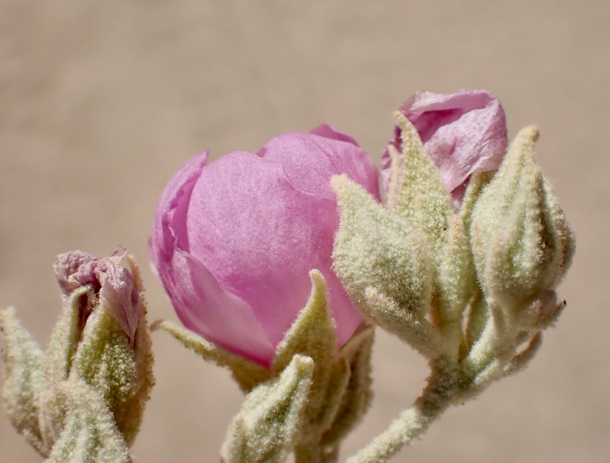 Malacothamnus abbottii