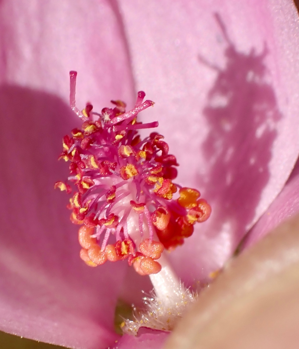 Malacothamnus abbottii