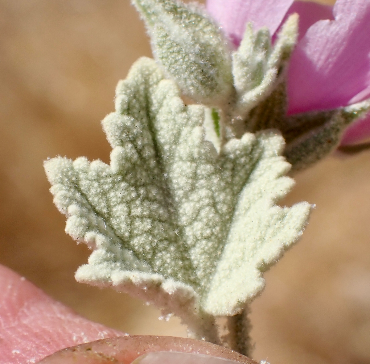 Malacothamnus discombobulatus