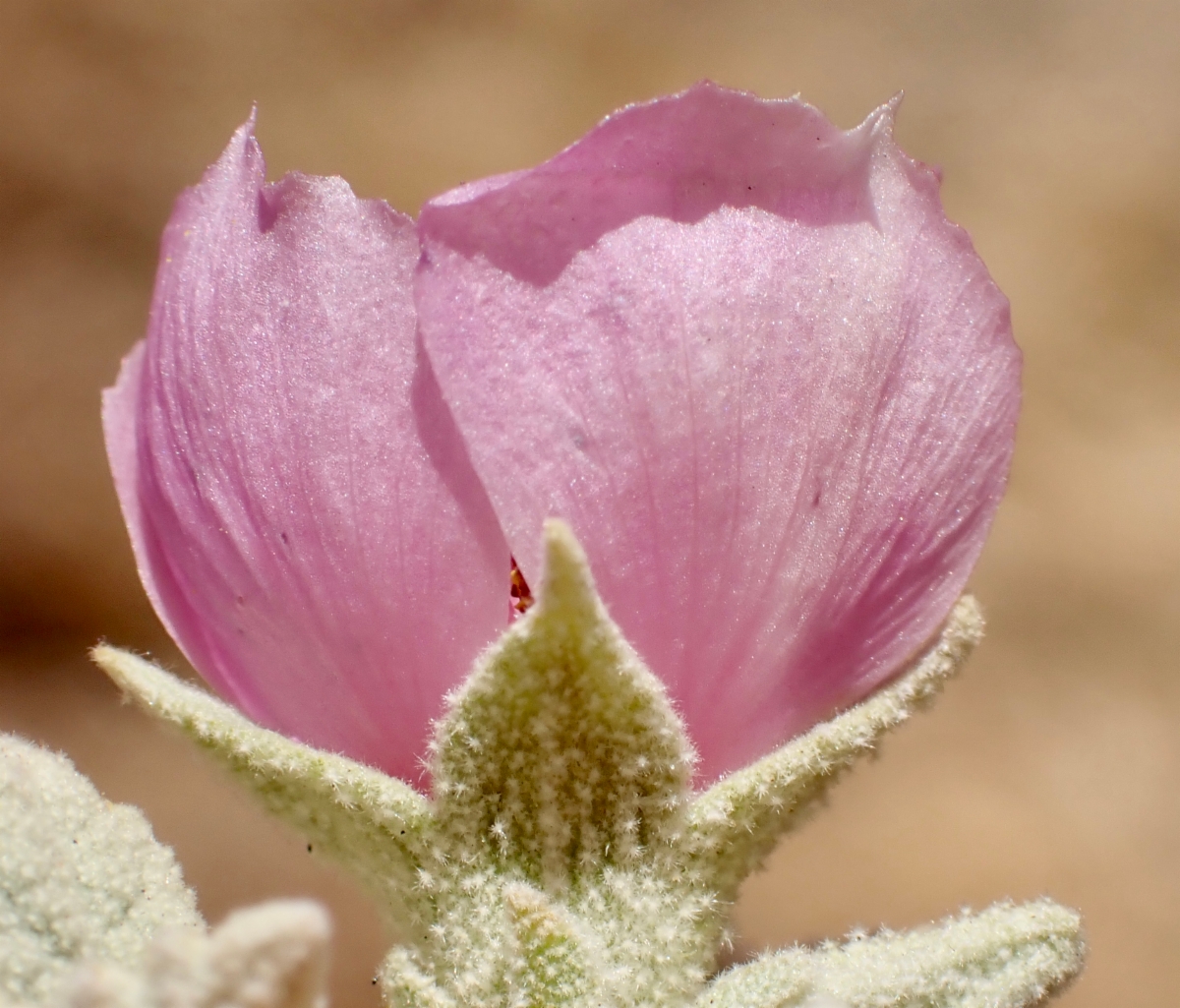 Malacothamnus discombobulatus