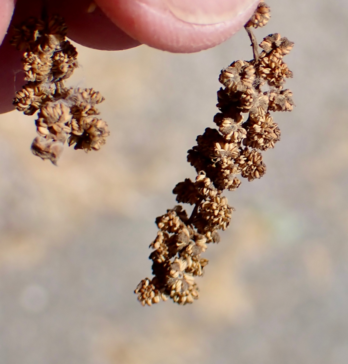 Juglans californica