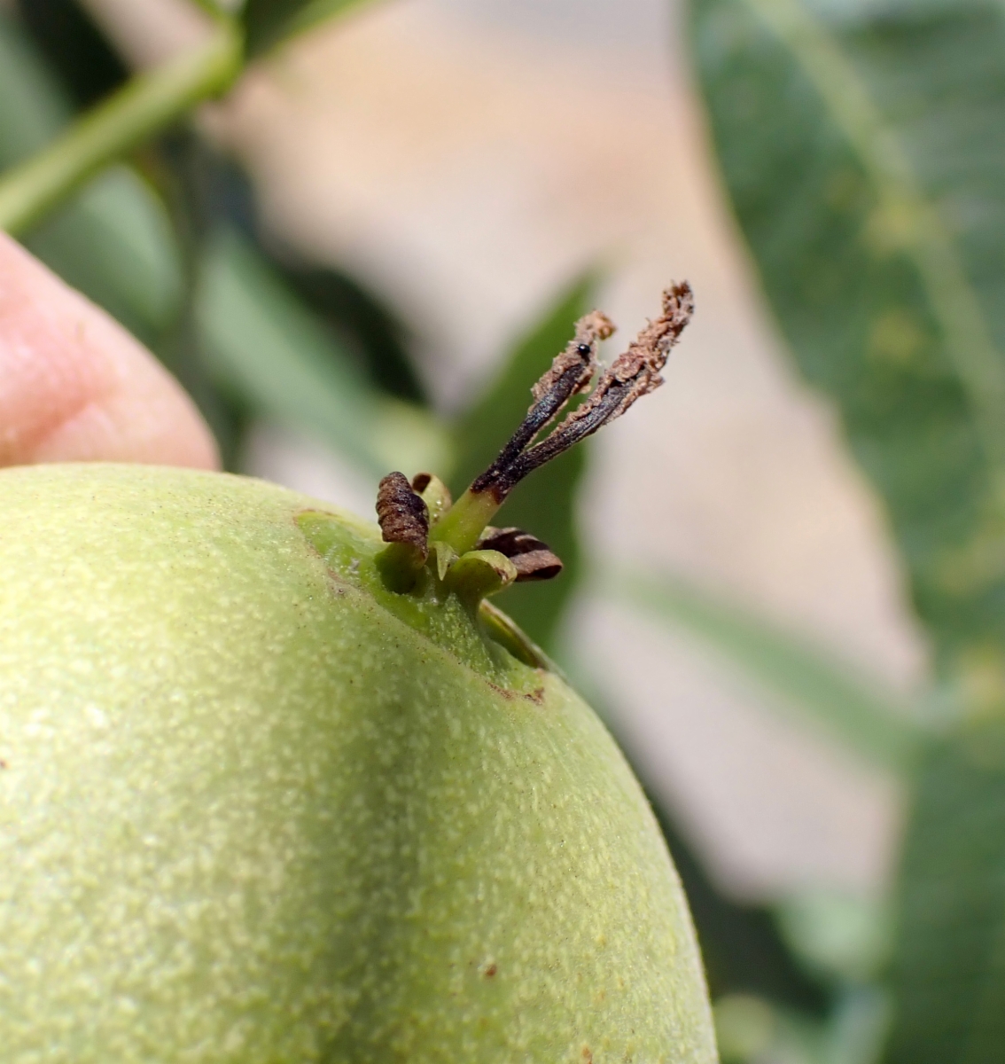 Juglans californica