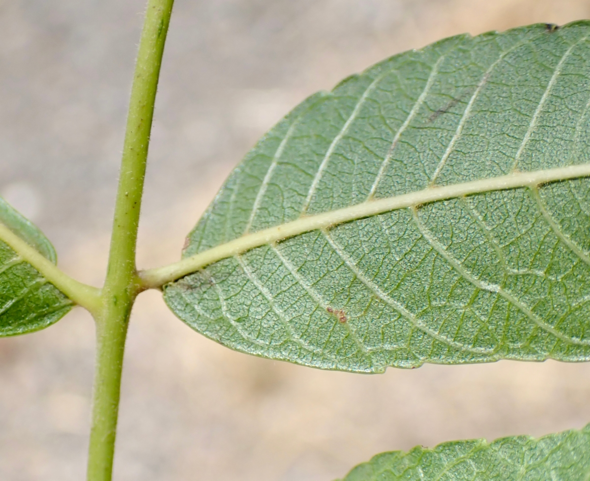 Juglans californica