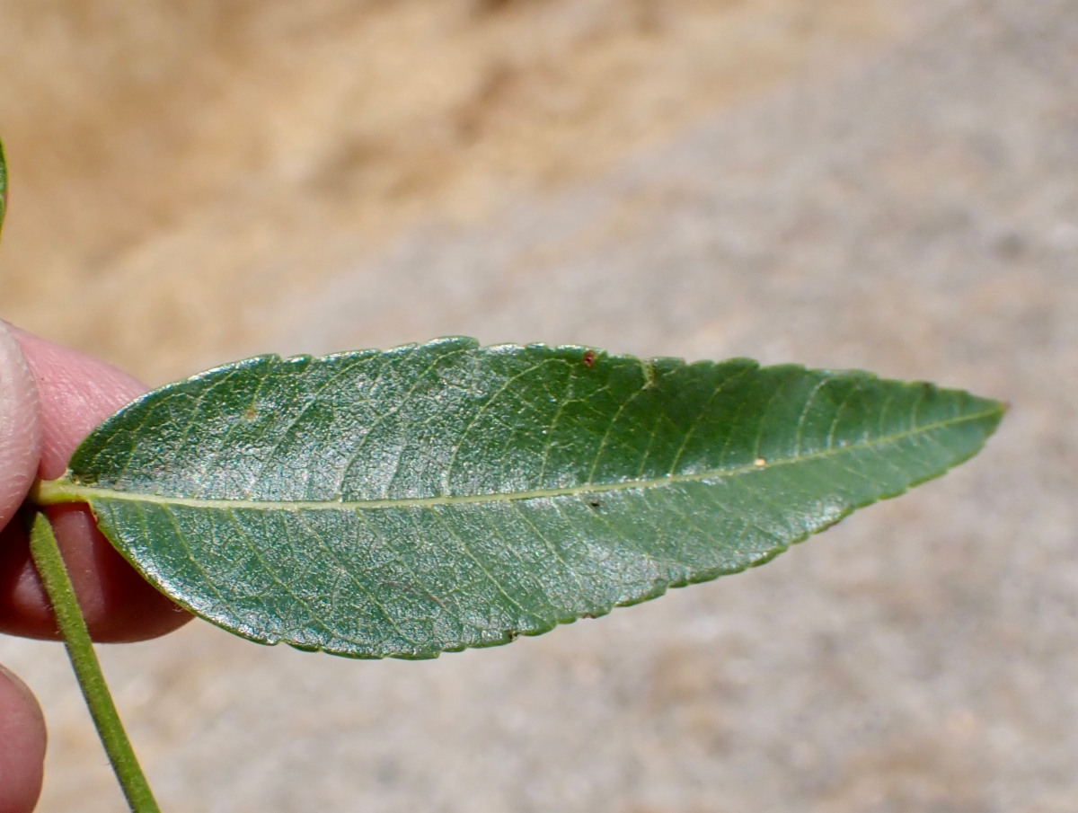 Juglans californica