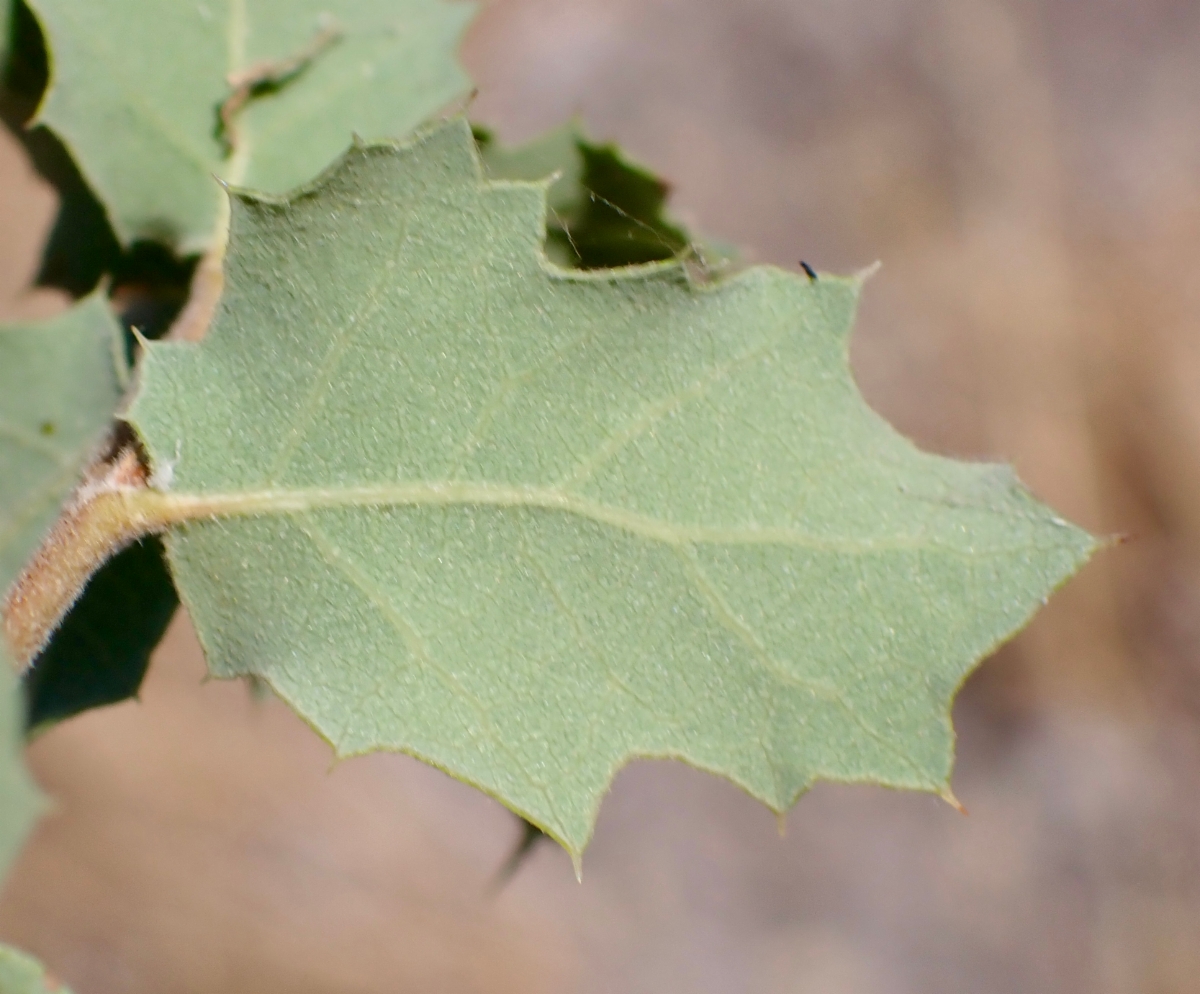 Quercus Xalvordiana