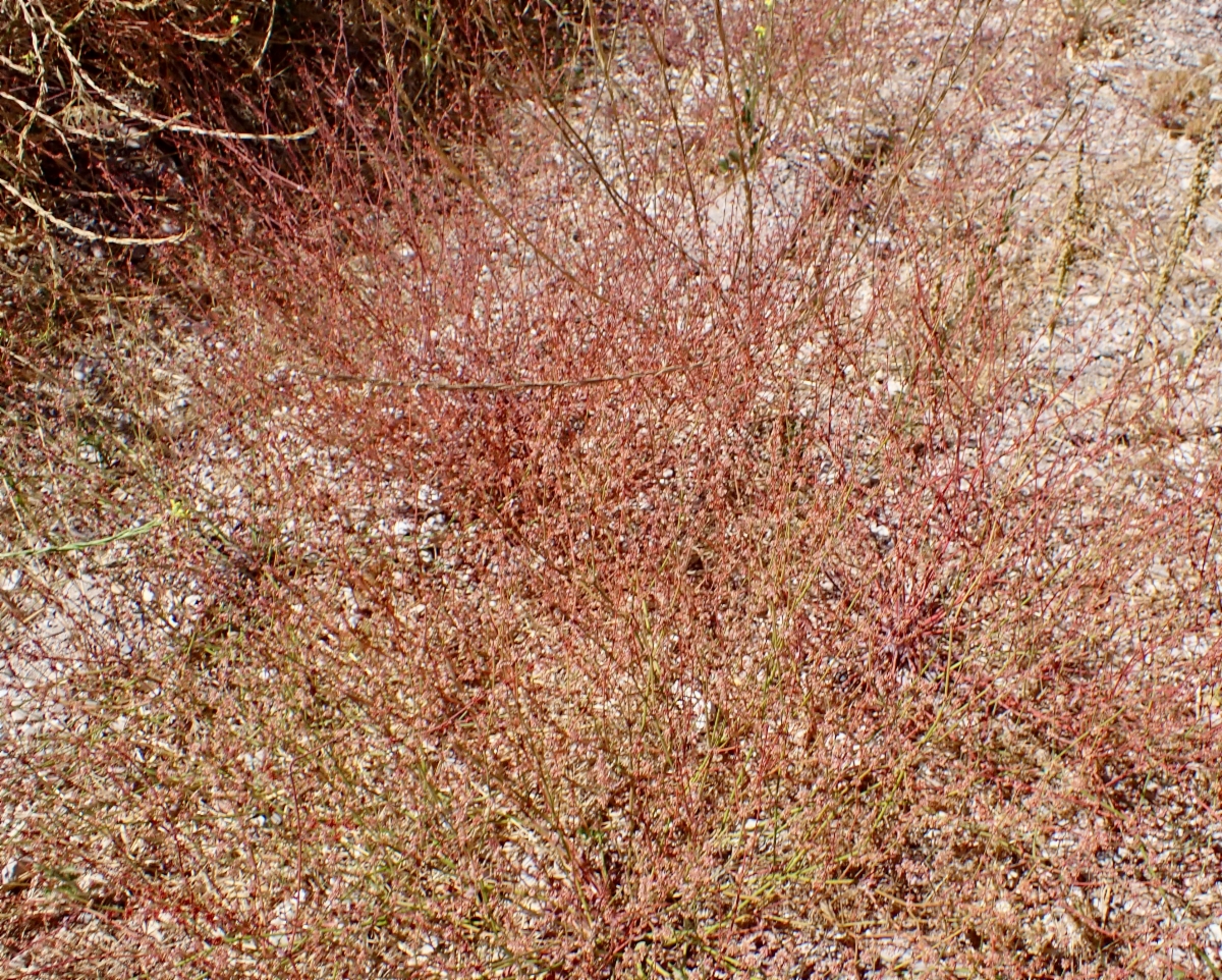 Eriogonum gracile var. gracile