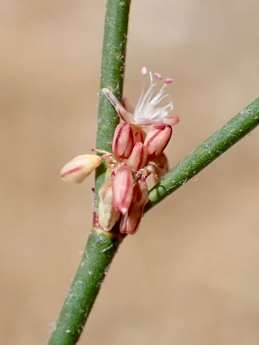 Eriogonum gracile var. gracile