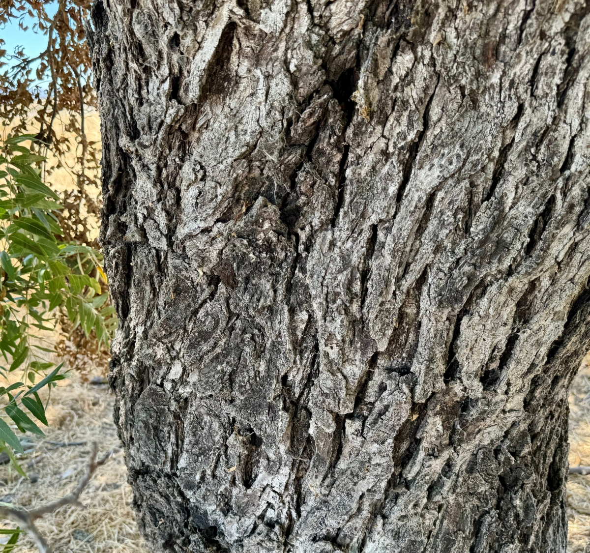 Juglans californica