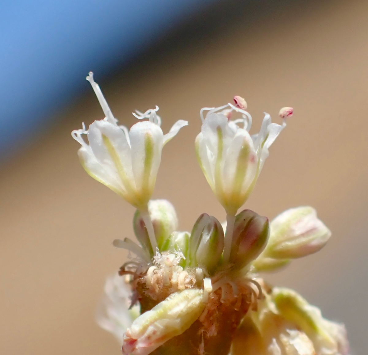 Eriogonum nudum var. indictum