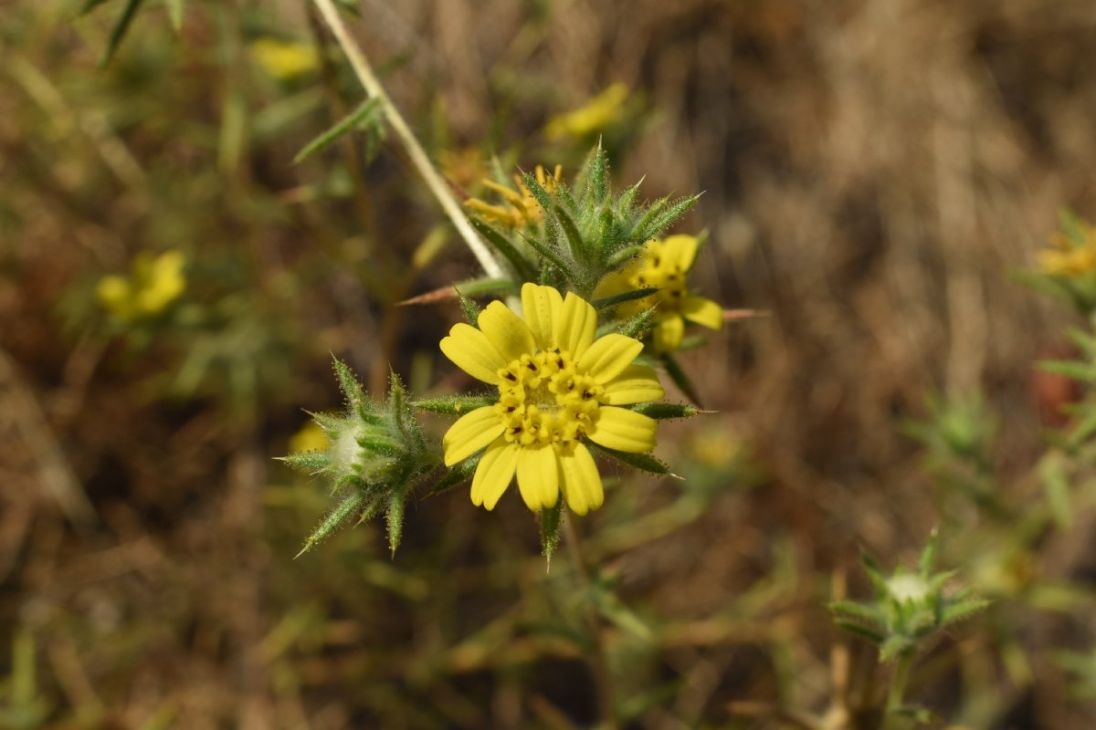 Centromadia fitchii