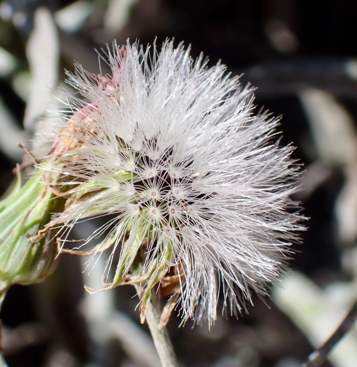 Malacothrix saxatilis var. arachnoidea