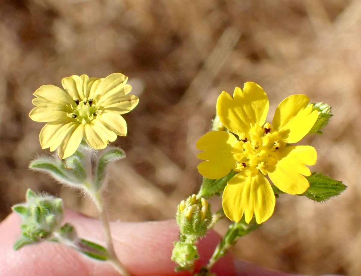 Deinandra pentactis