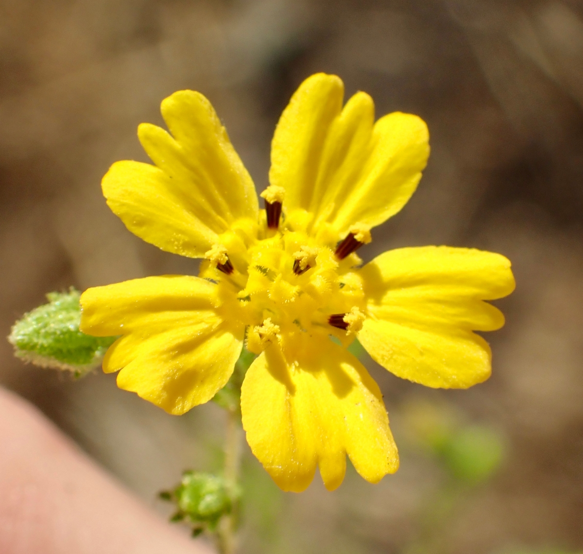 Deinandra pentactis