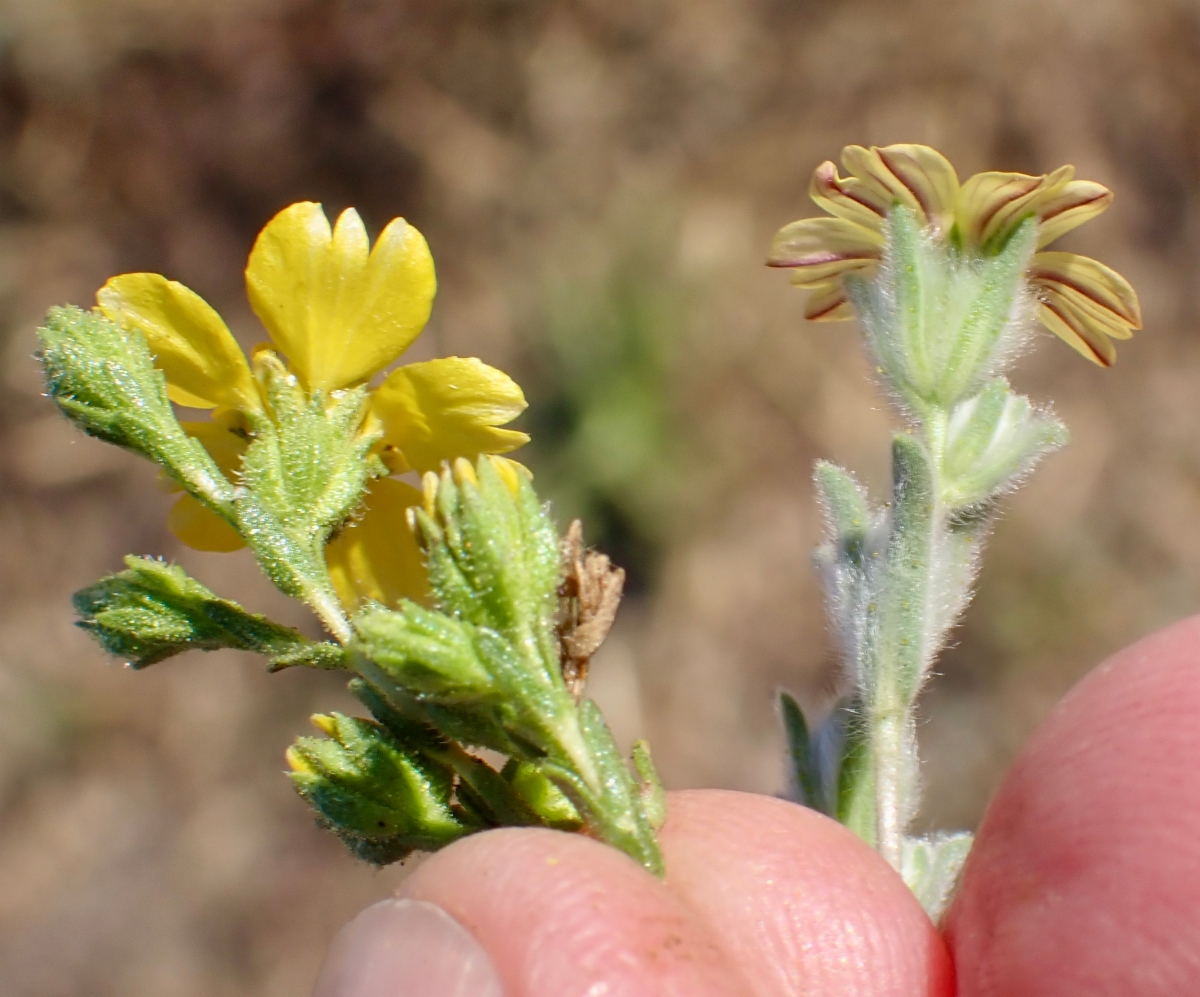 Lagophylla ramosissima