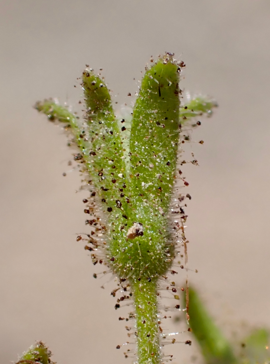 Phacelia viscida var. viscida