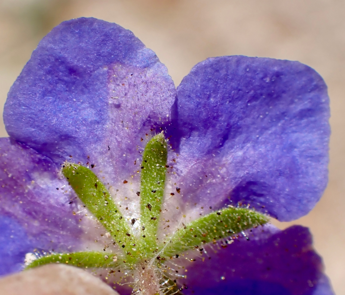 Phacelia viscida var. viscida