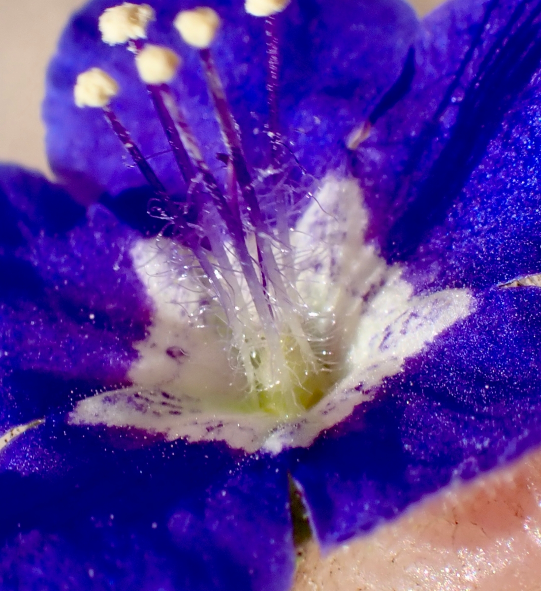 Phacelia viscida var. viscida