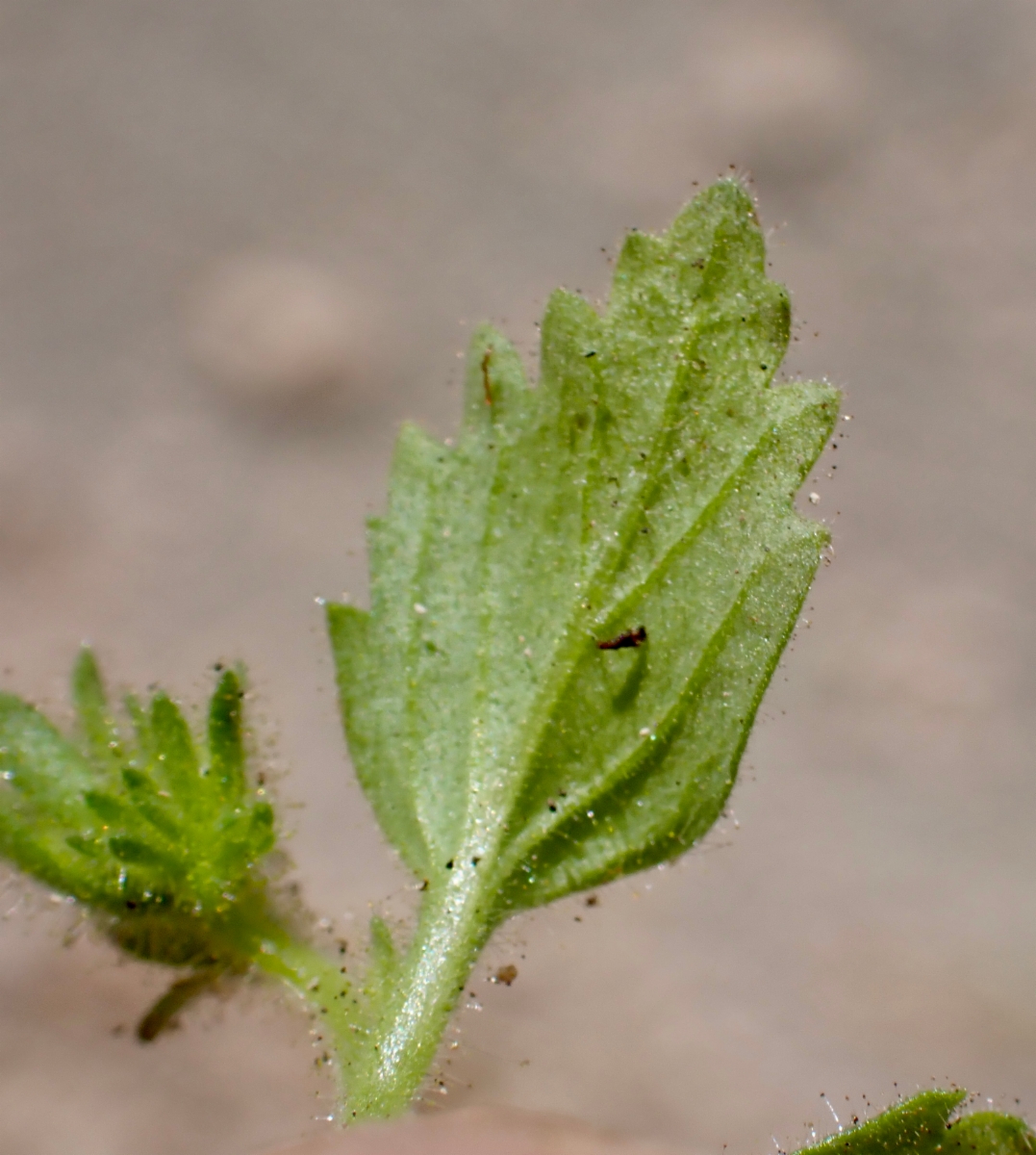 Phacelia viscida var. viscida