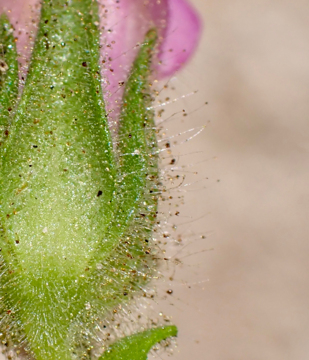 Antirrhinum thompsonii